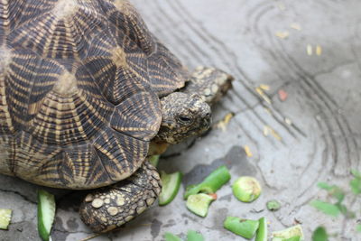 Close-up high angle view of tortoise