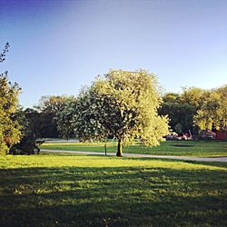 Trees on field against clear sky