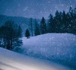 Trees on snow covered road at night