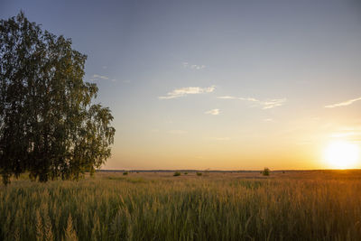 Scenic view of field against sky during sunset