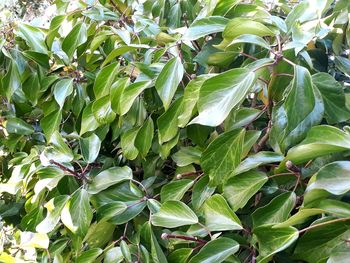 Full frame shot of fresh green leaves