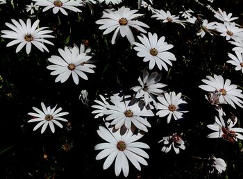 Close-up of white daisy flowers