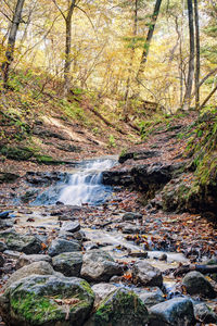 Scenic view of waterfall in forest