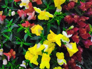 Full frame shot of colorful flowers
