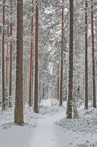 Trees in forest during winter