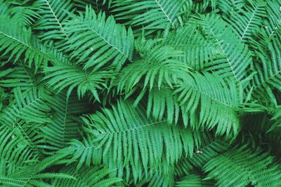 Full frame shot of green leaf