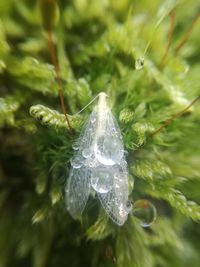 Close-up of water drops on leaf