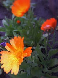 Close-up of orange flowers blooming outdoors