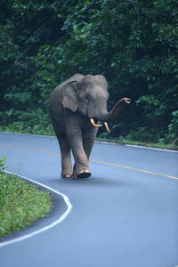 Full length of elephant walking on road