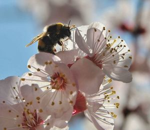 Close-up of bee on white flower