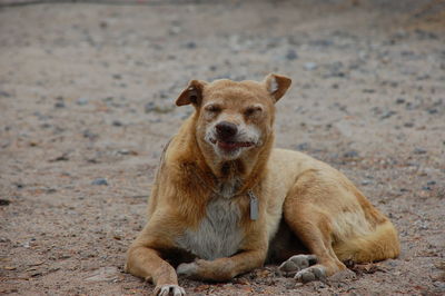 Portrait of lion sitting on field