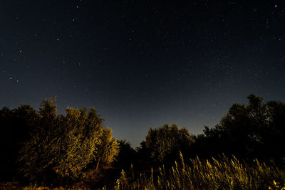 Low angle view of trees against sky at night