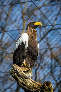 Low angle view of eagle perching on tree against sky