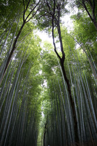 Low angle view of bamboo trees in forest