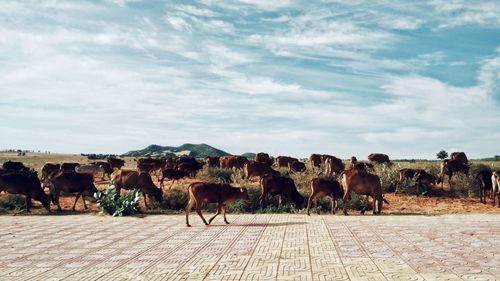 Panoramic view of horses on field against sky