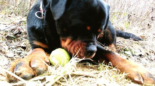 Dog lying on the ground