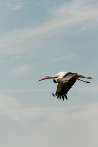 Low angle view of stork flying in sky