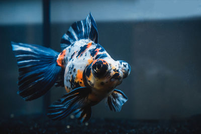 Close-up of fish swimming in aquarium