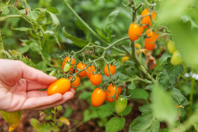 Orange berries on plant