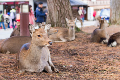 Deer in a field