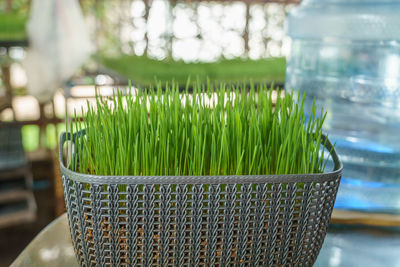 Close-up of potted plants in basket