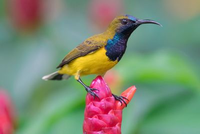 Close-up of bird perching on a flower