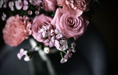 Close-up of pink roses