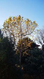 Trees against clear sky during autumn