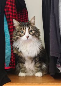 Portrait of cat standing at home