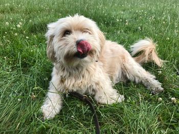 Portrait of dog relaxing on grass