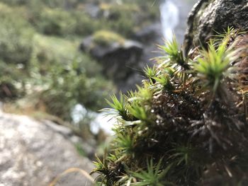 Close-up of pine tree