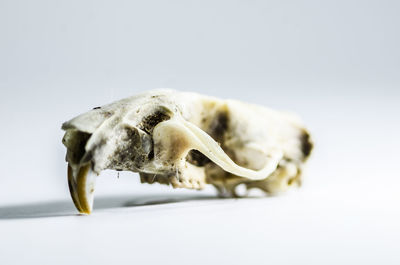 Close-up of food against white background