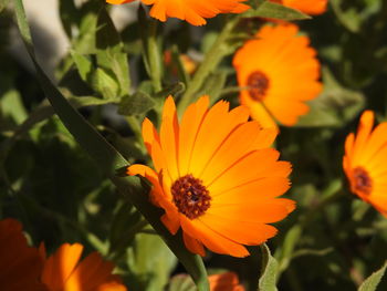 Close-up of orange flowers blooming outdoors