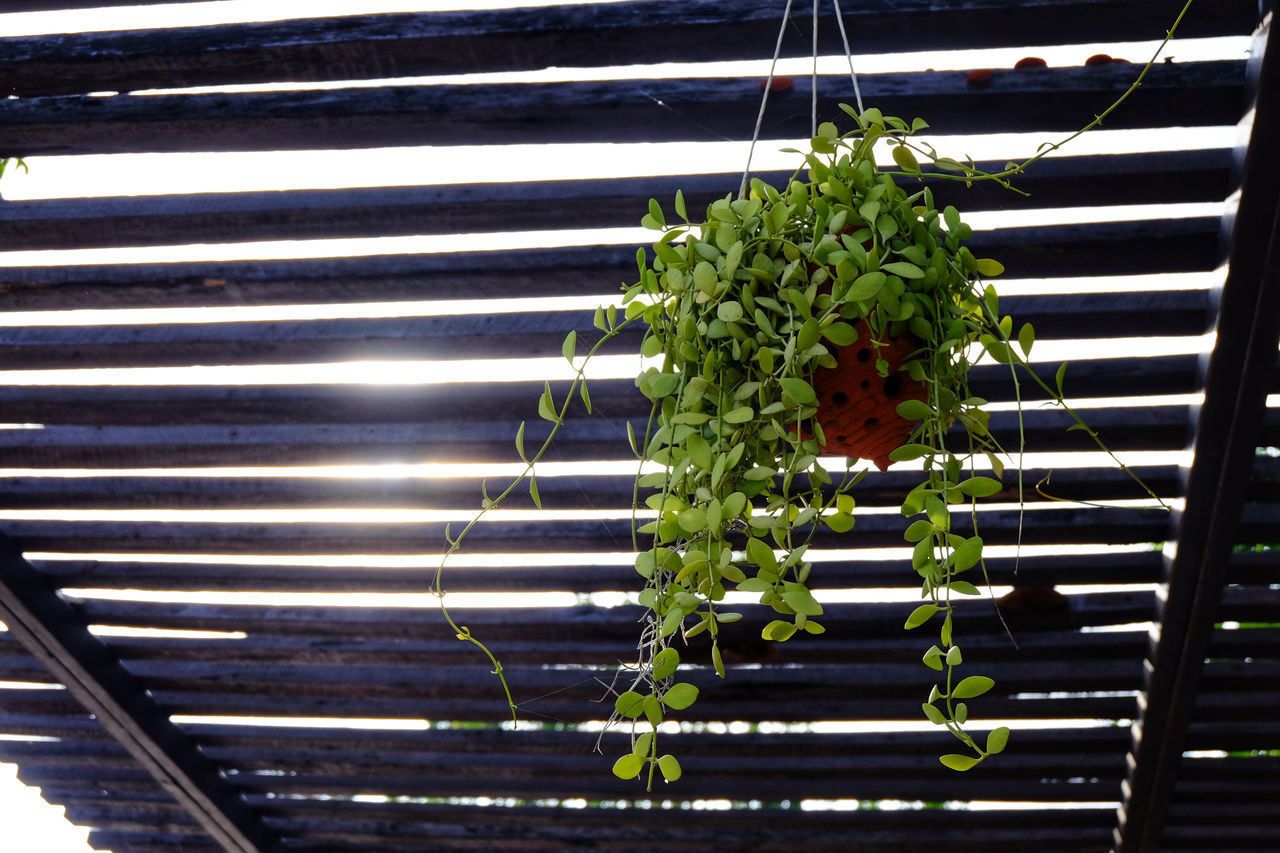 HIGH ANGLE VIEW OF POTTED PLANT ON SHELF