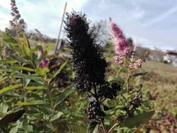 Close-up of plant against sky