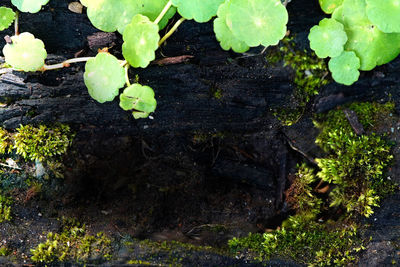 High angle view of plants growing on field