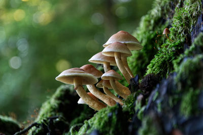 Close-up of mushroom growing on plant