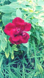 Close-up of red rose