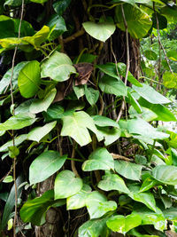 High angle view of fresh green leaves in sunlight