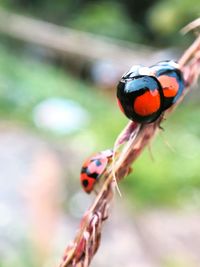 Close-up of ladybug on plant