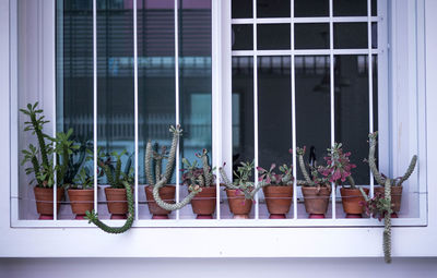 Potted plants on window sill of building