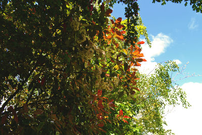 Low angle view of trees against sky