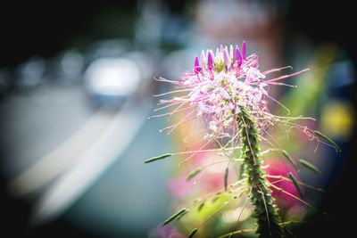 Close-up of flower against blurred background