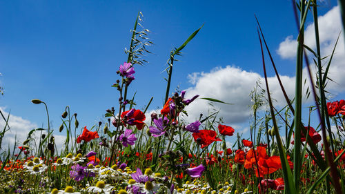 Close-up of red flowering plants on field against sky