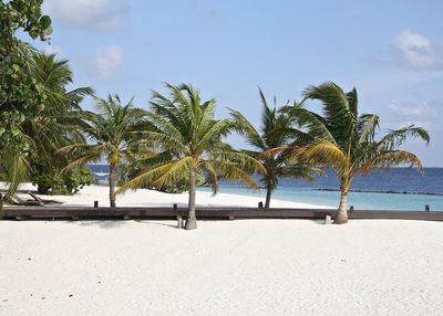 Palm trees on beach against the sky