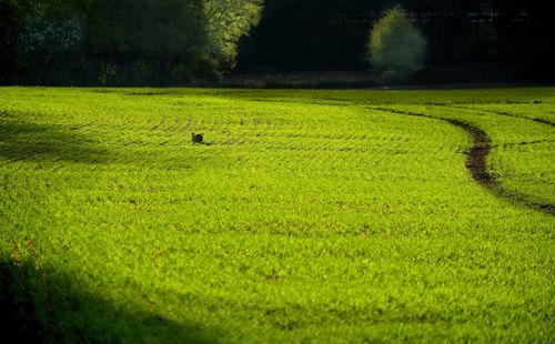 Wild rabbit in green field in sunlight