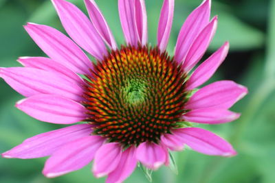 Close-up of pink flower