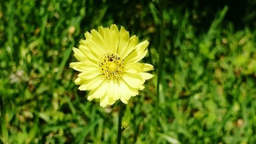 Close-up of yellow flower