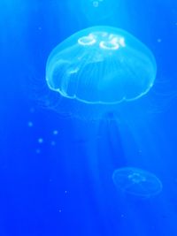 Close-up of jellyfish swimming in sea