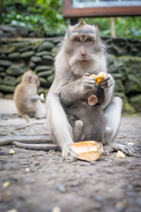 Portrait of monkey eating food